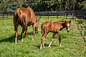 Horses grazing on Veggie Farm Cerro Punta, Panama