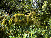 Epiphyten und Farne auf einem Baum im subtropischen Yungas-Nebelwald im Calilegua-Nationalpark in Argentinien. UNESCO-Biosphärenreservat Yungas