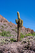 Argentine Saguaro or Cardon Grande cactus and prickly pear cacti in the Quebrada de Humahuaca in Argentina.