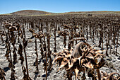 Dry plantation of sunflowers due to drought, Utrera, Andalucia, Spain