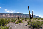 Argentine saguaro or cordon grande cacti and Cerro Tin Tin in Los Cardones National Park in Salta Province, Argentina. Low jarilla shrubs cover the ground.