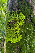 Bunte Flechten und Moose auf einem Baum im subtropischen Yungas-Nebelwald im Calilegua-Nationalpark in Argentinien. UNESCO-Biosphärenreservat Yungas