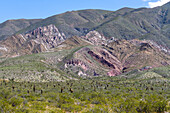 Argentine saguaro or cordon grande cacti and Cerro Tin Tin in Los Cardones National Park in Salta Province, Argentina. Low jarilla shrubs cover the ground.