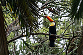 Ein Toco-Tukan, Ramphastos toco, sitzt in einem Baum in San Jose de Metan, Argentinien