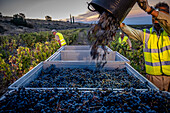 Grape harvest, Pirene variety, Tremp, Lleida, Catalonia, Spain, Europe