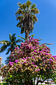 Eine blühende Bougainvillea vor einer Palme auf der Plaza Belgrano in San Salvador de Jujuy, Argentinien