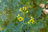 Fringed Rue, Ruta chalepensis, in flower in the Jardin Botánico de Altura near Tilcara, Argentina.