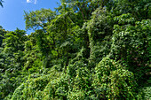 The lush Yungas subtropical rainforest between Salta and San Salvador de Jujuy, Argentina.