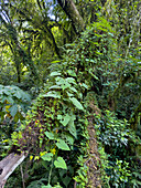 Epiphyten und Farne auf Bäumen im subtropischen Yungas-Nebelwald im Calilegua-Nationalpark in Argentinien. UNESCO-Biosphärenreservat Yungas