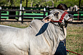 Hermanos Motta PZA Farm. Livestock show cattle in Panama