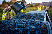 Grape harvest, Pirene variety, Tremp, Lleida, Catalonia, Spain, Europe