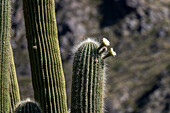 A Cardon Grande Cactus, Leucostele terscheckii, in flower on the grounds of the Quilmes Ruins in Tucuman Province, Argentina.