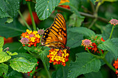 A Mexican Silverspot butterfly, Dione moneta, feeds on the flowers of a Spanish Flag bush in Posta de Yatasto, Argentina.