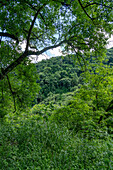 The lush Yungas subtropical rainforest between Salta and San Salvador de Jujuy, Argentina.