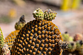 Bunny Ears Cactus, Opuntia microdasys, in the Jardin Botánico de Altura near Tilcara, Argentina.