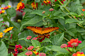 A Mexican Silverspot butterfly, Dione moneta, feeds on the flowers of a Spanish Flag bush in El Naranjo, Argentina.