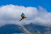 A Burrowing Parrot, Cyanoliseus patagonus, in flight near Cafayate, Argentina.