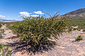 A thorny Churqui shrub, Prosopis ferox, in Los Cardones National Park in Salta Province, Argentina.