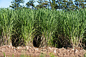 Sugar cane fields near Libertador General San Martin, Argentina.