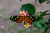 Lysimnia Tigerwing butterfly, Mechanitis lysimnia, feeding on the flowers of a Spanish Flag bush in El Naranjo, Argentina.