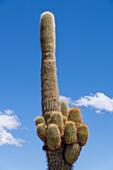 Multiple new arms on an Argentine saguaro or cordon grande cactus in Los Cardones National Park in Salta Province, Argentina.