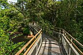 Tropical rainforest along the Iguazu River in Iguazu National Park in Argentina. A UNESCO World Heritage SIte.