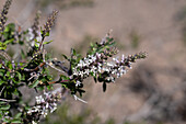 Mulguraea aspera var. longidentata, blüht im Nationalpark Los Cardones in der Provinz Salta, Argentinien