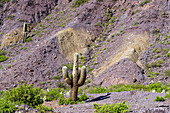 Cardón-Kaktus im erodierten Canyon der Cuesta de Lipan zwischen Purmamarca und Salinas Grande in Argentinien