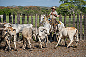 Hermanos Motta PZA Farm. Cattle ranch in Panama