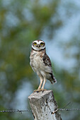 An immature Burrowing Owl, Athene cunicularia, on a fence post near Termas de Rio Hondo in Argentina.