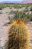 Detail der langen Stacheln eines argentinischen Saguaro oder Cordon Grande Kaktus im Los Cardones National Park in der Provinz Salta, Argentinien