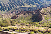 Cardón cactus in the eroded canyon of the Cuesta de Lipan between Purmamarca & Salinas Grande in Argentina.