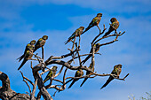 A small flock of Burrowing Parrots, Cyanoliseus patagonus, perched in a tree near Cafayate, Argentina.