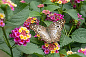 A White Peacock butterfly, Anartia jatrophae, feeds on the flowers of a Spanish Flag bush in El Naranjo, Argentina.