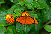 A Julia Heliconian butterfly, Dryas iulia, feeds on the flowers of a Spanish Flag bush in Posta de Yatasto, Argentina.