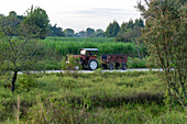 Soft light on the sugarcane fields just before sunrise near Santa Rosa, Tucuman, Argentina. A farmer is driving a tractor on a road.