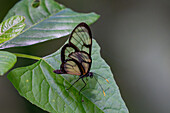 Ein Kahlflügelfalter, Pteronymia ozia, auf einem Blatt im Calilegua-Nationalpark im Yungas-Nebelwald in Argentinien