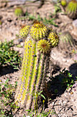 Little Cardon Cactus, Soehrensia schickendantzii, in the Jardin Botánico de Altura near Tilcara, Argentina.