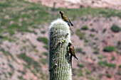 A Burrowing Parrot, Cyanoliseus patagonus, feeding on the fruit of a Giant Cardon Cactus near Payogasta, Argentina.