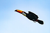 A Toco Toucan, Ramphastos toco, in flight in San Jose de Metan, Argentina.