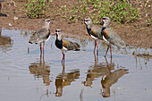 Southern Lapwings, Vanellus chilensis, in a roadside pond near Tartagal, Argentina.