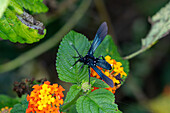 Macrocneme leucostigma, a wasp moth feeding on flowers of a Spanish Flag bush in Posta de Yatasto, Argentina.