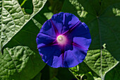 Common Morning Glory, Ipomoea purpurea, growing on an Oca plant in the Jardin Botánico de Altura near Tilcara, Argentina.