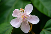 Flower of the achiote or urucu, BIxa orellana, an evergreen shrub. Tartagal, Argentina. Used to make the spice achiote or annato.