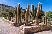 Cardón, Leucostele atacamensis, a columnar cactus in the Jardin Botánico de Altura near Tilcara, Argentina.