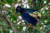 A Plush-crested Jay, Cyanocorax chrysops, perched in a tree in Calilegua National Park in Argentina.