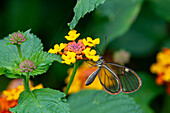 A Hymenaea Clearwing buttterfly, Episcada hymenaea, feeds on the flowers of a Spanish Flag bush in Posta de Yatasto, Argentina.