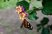 Lysimnia Tigerwing butterfly, Mechanitis lysimnia, feeding on the flowers of a Spanish Flag bush in El Naranjo, Argentina.