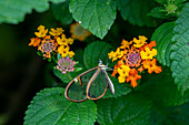 A Hymenaea Clearwing buttterfly, Episcada hymenaea, feeds on the flowers of a Spanish Flag bush in Posta de Yatasto, Argentina.