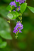 Flowers of the Duranta bush, Duranta erecta, in a hotel garden in Tartagal, Argentina.